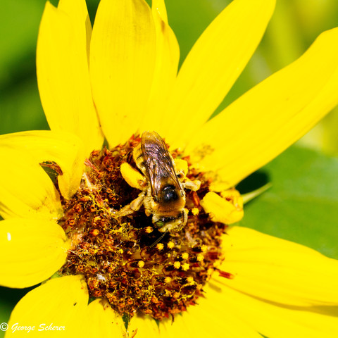 Close-up view from above of a sunflower chimney bee feeding on the center of a sunflower-like yellow flower.  The bee's wings are folded against its back, and its legs, thickly covered in fine yellow hairs, are visible.