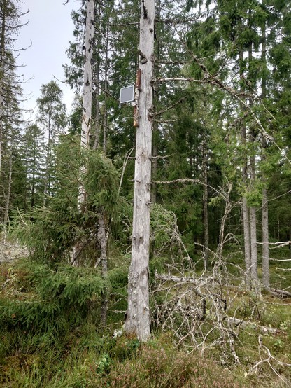 A dead tree, with somekind of solar panel bolted onto it.
It is a Seeed Solar Node, running meshtastic firmware.

There is blueberry plant on the ground, some pines and spruces - a typical Swedish forest.