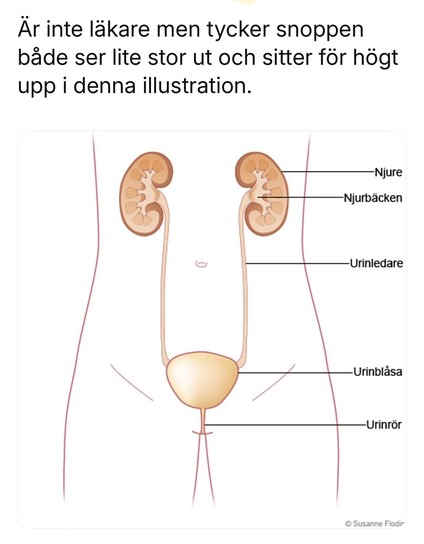 En anatomisk beskrivning av njurar och urinblåsa som tyvärr får det att se ut som en enorm snopp placerad på magen istället för dess ordinarie plats