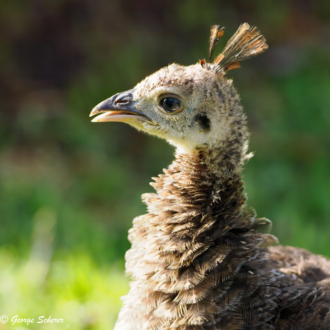 Close up of the head and shoulders of a baby peafowl (peachick), facing to the left.   The bird's head is mostly white, while the feathers on the body are tan and brown.  The bird has a tiny crest of tan feathers sprouting from the crown of its head.