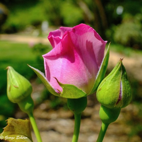 A partially open pink rose, seen from the side, flanked by two unopened rose buds.  