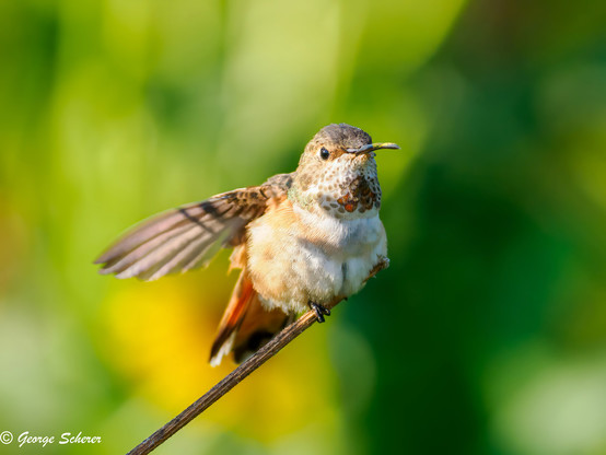 Allen's hummingbird, with white chest feathers, tan wings and iridescent reddish throat feathers, sitting on a tiny isolated branch, facing the camera.  The bird has extended its right wing, which is blurred by motion.