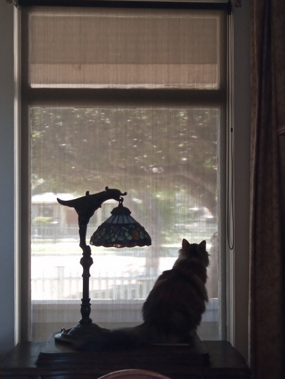 Silhouette of cat looking out tall window next to hawk shaped lamp.