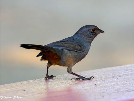 Close-up of a California towhee, on a wooden railing, facing to the right, against a light out of focus background.  