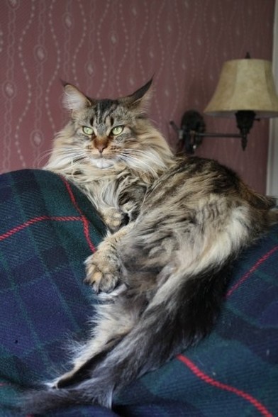 Main Coon cat lying on sleeping wife.