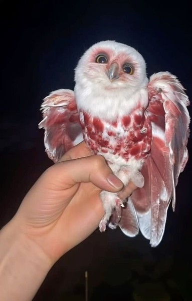 its white and red is like meat. its face is cute 