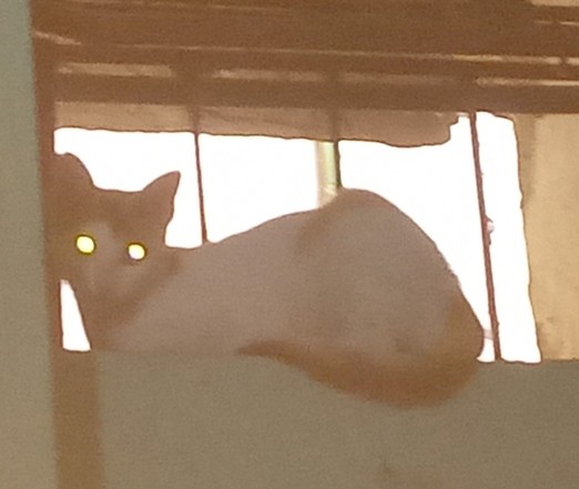 A white cat with orange tail with glowing eyes lookong at the camera. The cat is sitting beside a window 10 foot above the ground.