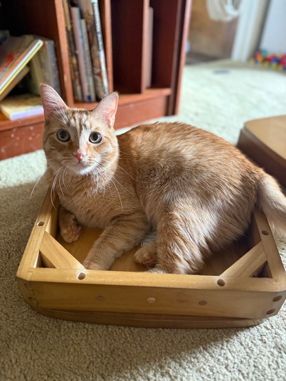 Orange cat sitting on uninstalled upside down chair seat.