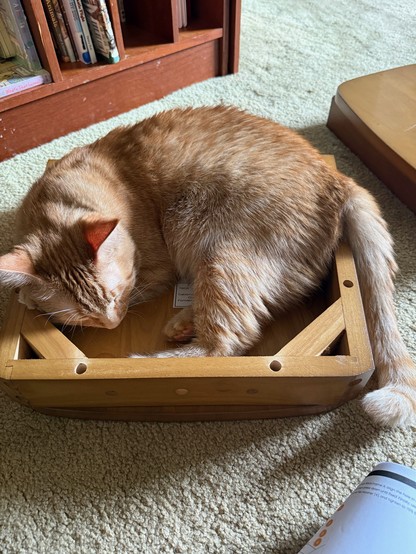 Orange cat sleeping on uninstalled upside down chair seat.
