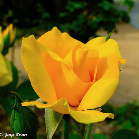 Close up of a yellow rose, seen from the side.  The flower seems to glow from the inside.