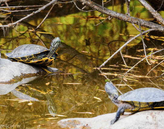 Two pond slider turtles, each on their own rock, seem to look at each other across the smooth water of a small pond.  The water reflects the image of one of the turtles.