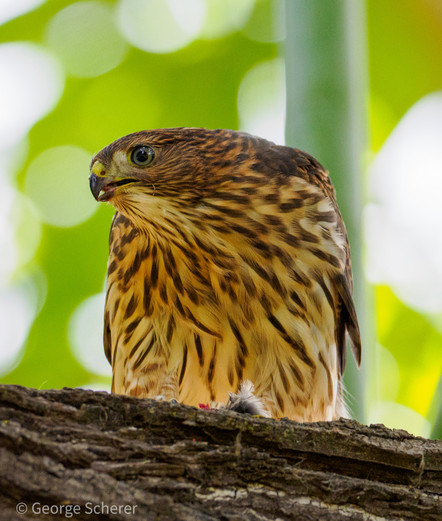 Cooper's hawk, seen from below, standing on a branch, looking suspiciously to the left while hovering over a pile of feathers.