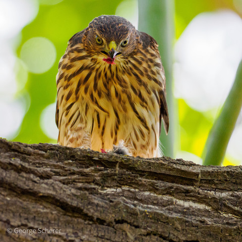 Cooper's hawk, seen from below, standing on a branch over a pile of feathers, facing forward.  The hawk has a hunk of bloody meat in its beak.
