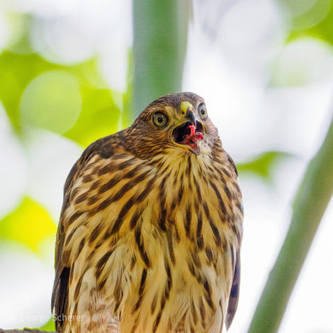 Cooper's hawk, seen from below, facing forward.  The hawk is catching a piece of bloody meat in its open beak.