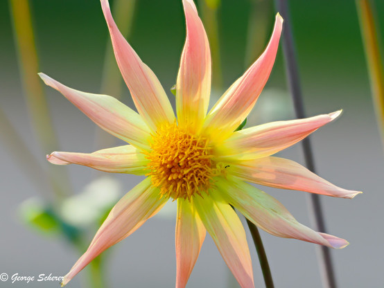 Close-up of a dahlia flower, with 11 slender pink, white and yellowish petals surrounding a fuzzy yellow center.  There is a tiny ant on one of the petals.