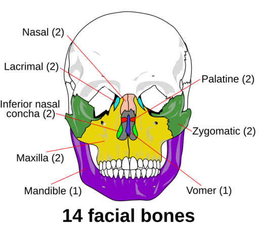 facial bones diagram