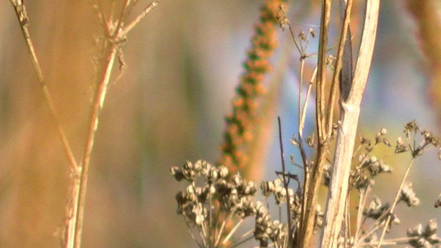 autumn brown wild plants blurry