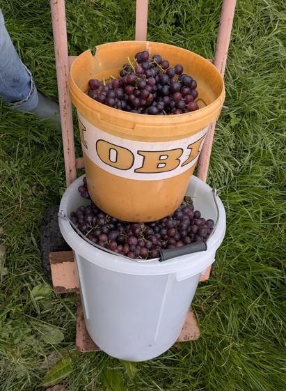 a bumper crop of sweet wine grapes