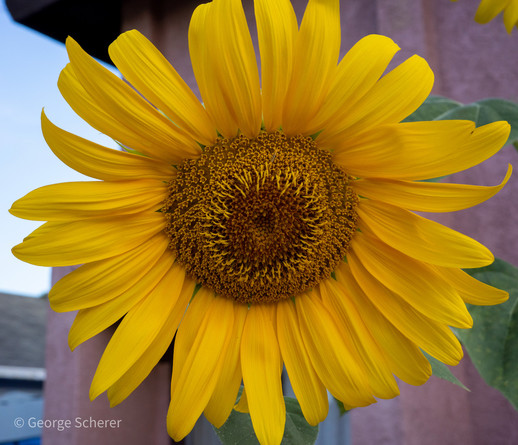 Close-up view of a giant sunflower, with many bright yellow petals surrounding a darker yellow center.