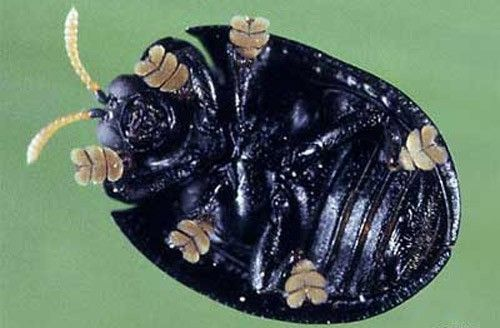 big black bug with six curious feet