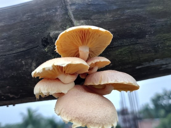 Some brownish white fungus fruit body