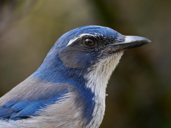 Close-up the head and shoulders of a california scrub jay, facing to the right.  The bird's head and back is covered in bright blue feathers, hwile its underside is white.
