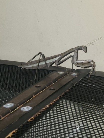 Photo of praying mantis by John Evers