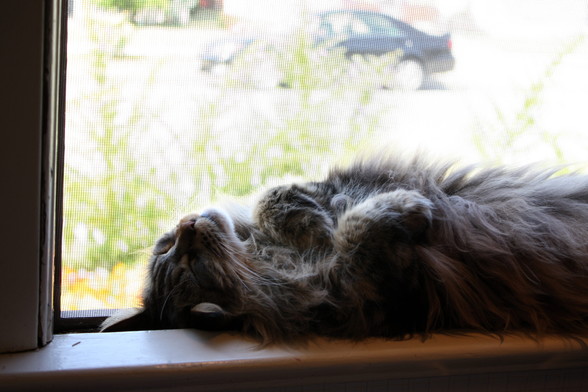 Cat asleep on back in kitchen windowsill.
