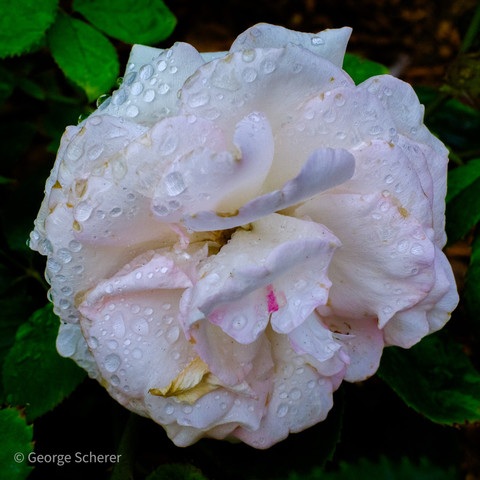 Close-up of a white rose, its petals folded over onto each other, covered in many water droplets, against a dark background of green leaves.