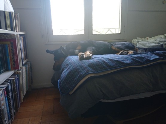 My dog sleeping with their head hanging out of the bed like it doesn't care at all.