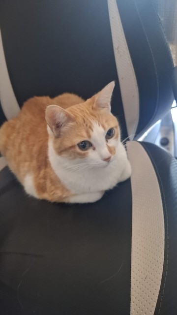 A imagem mostra um gato de pelagem laranja e branca sentado confortavelmente em uma cadeira de escritório preta com detalhes em branco. O gato está com a cabeça erguida e olhos abertos, olhando para a direita, com uma expressão atenta. A cadeira tem um design moderno, com costuras visíveis e uma textura que sugere conforto. O fundo é neutro, com uma luz natural entrando pela janela, criando um ambiente tranquilo.

Fornecido por @altbot, gerado localmente e de forma privada usando Ovis2-8B

🌱 En…