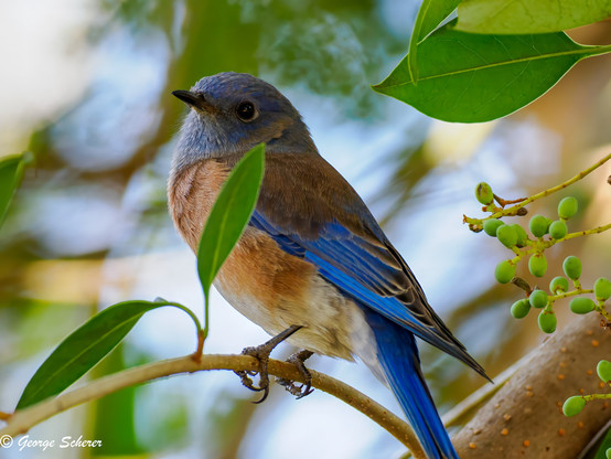 Western bluebird, seen from below, with blue head and wings, and light tan underbelly, perching on a slender branch behind a green leaf.  The background is blue sky and out of focus green foliage.
