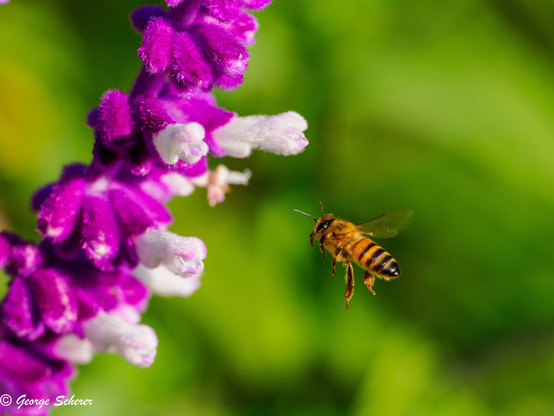 A western honey bee, seen from the side, is flying in from the ride side of the photo towards a stalk of bright pink and white western sage flowers.  The background is out of focus bright green foliage.