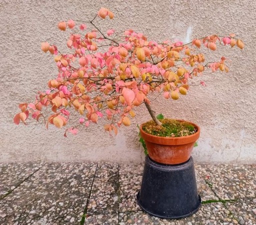 Small tree, pot elevated by a bucket. Gray wall on a background. Red or pink leaves.