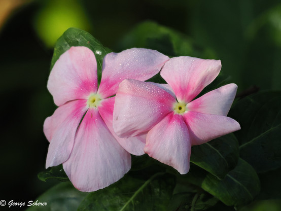Close up of two overlapping madagascar periwinkle flowers, against a dark green out of focus background.  Each flower has five large petals, shading from bright pink at the center to nearly white at the edge.