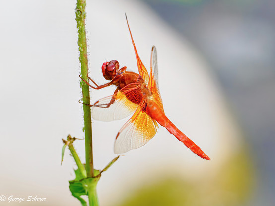 Close-up of a bright orange dragonfly, seen from the side, hanging from the side ov a vertical bright green branch or stalk, against an out of focus light background.  The dragonfly/s body and eyes are a bright orange, and the wings shade from orange near the body to transparent at the wing tips.