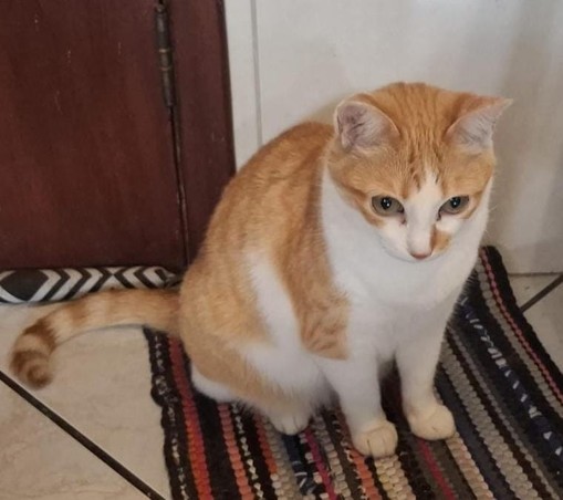 Uma gata está sentado em um pequeno tapete listrado multicolorido. Ela tem pelo laranja-amarelo e branco e está olhando para a frente. O pelo amarelado está na parte superior da cabeça e nas laterais do corpo, enquanto o pelo branco está no peito, no abdômen e nas patas. . O fundo é uma parede de azulejos bege e vemos também um pedaço de uma porta de madeira.

Fornecido por @altbot, gerado localmente e de forma privada usando Gemma3:27b e posteriormente editado pelo autor do toot.

🌱 Energia ut…