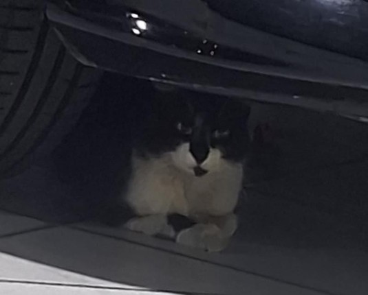 Um gato preto e branco está embaixo de um carro. Ele está olhando para a câmera. O gato tem manchas pretas na cabeça e no corpo. A imagem está escura e não é possível ver muitos detalhes do fundo.