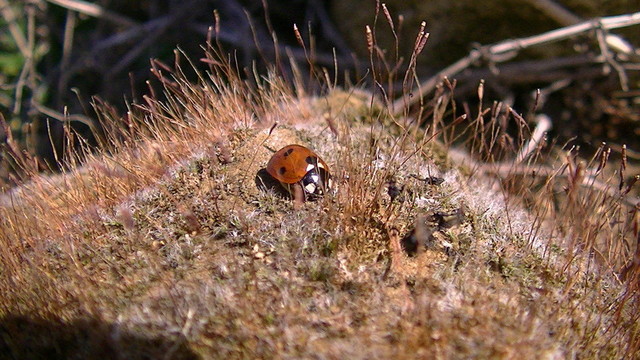 a ladybird, in some moss, on a rock
