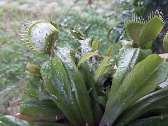 Mature venus flytrap covered by raindrops. A baby flytrap's leaves are pushing through the older, larger leaves.
