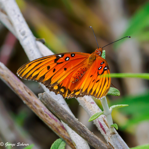 A gulf fritillary butterfly, with bright orange wings and body, with black and white markings, resting on a gray branch, with out of focus green foliage in the background.