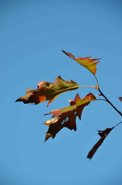 Oak leaves slowly turning colour.