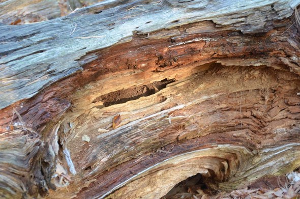 Tree trunk slowly decomposing.