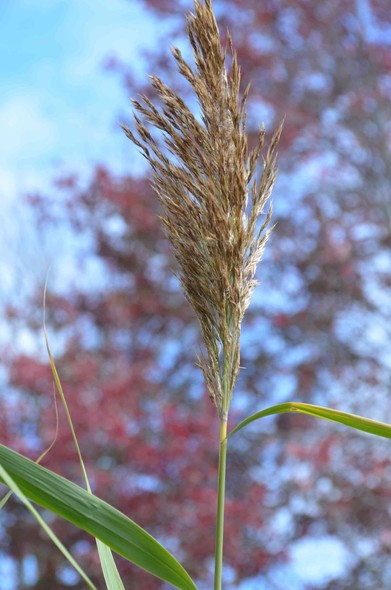 Foreground is a stalk of grass with the background of trees in autumn colours.