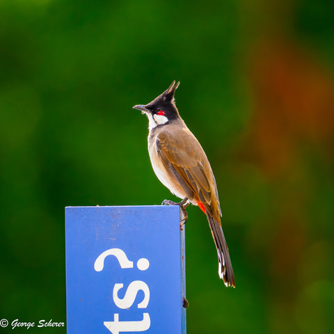 A red-whiskered bulbul, in profile, standing on the edge of a vertical signpost, facing to the left.  The sign is light blue, and the background is bright green and out of focus.  The lettering on the sign is white, but only a few letters are visible.