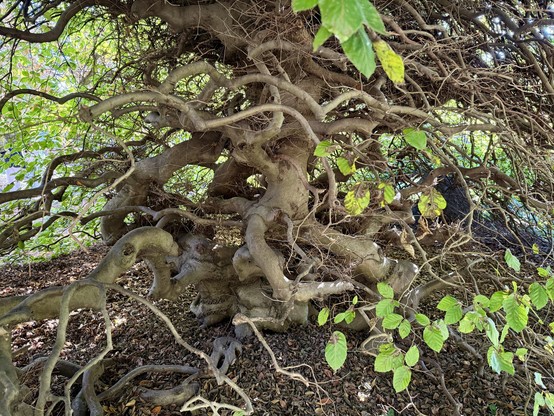 A tree (Fagus Sylvatica) with a very twisted trunk and branches, typical of this species