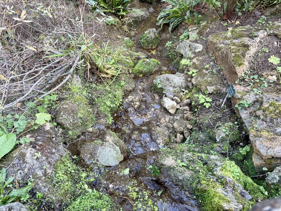 A small stream in the Jardin Alpin, where they grow mountain plants. Rocks and moss