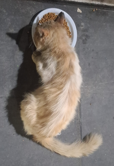 Um gato adulto de tamanho médio, amarelo e branquinho, comendo ração em um prato descartável de plástico. O gato está um pouco magro e seu pelo um pouco desgrenhado, com um aparência não tão saudável assim.