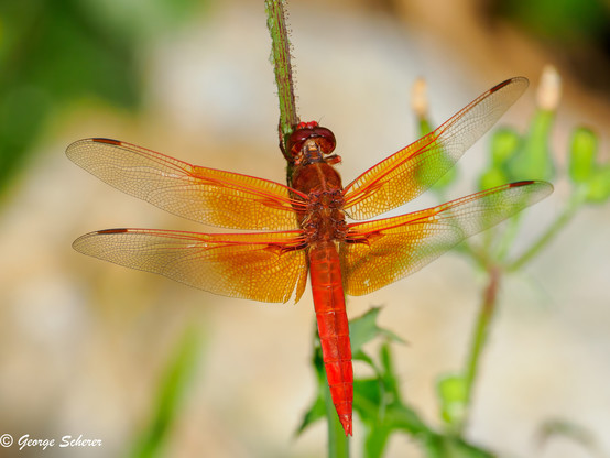A flame skimmer dragonfly, seen from above, resting on a green branch.  The body and head are bright orange, and the wings shade from bright orange near the body to nearly transparent at the tips.  The background is out of focus foliage.