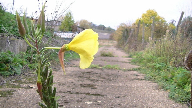 a beautiful yellow trumpet shaped flower in autumn, growing wild out of a disused industrial estates crumbling overgrown road